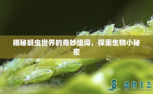 揭秘蚜虫世界的奇妙组词,探索生物小秘密
