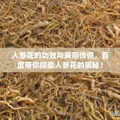 人参花的功效与美丽传说,百度带你探索人参花的奥秘!