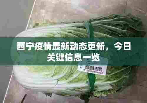 西宁疫情最新动态更新,今日关键信息一览