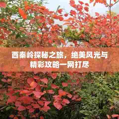 西秦岭探秘之旅,绝美风光与精彩攻略一网打尽