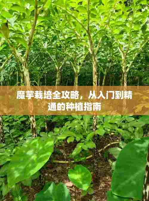 魔芋栽培全攻略,从入门到精通的种植指南