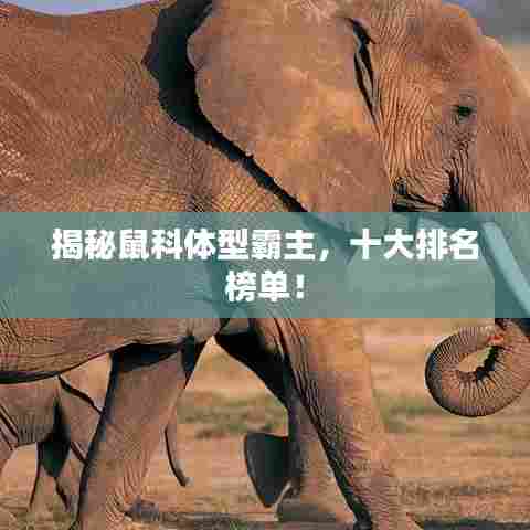 揭秘鼠科体型霸主，十大排名榜单！