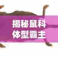 揭秘鼠科体型霸主,十大排名榜单!