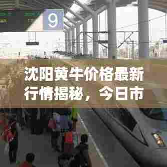 沈阳黄牛价格最新行情揭秘,今日市场分析报告