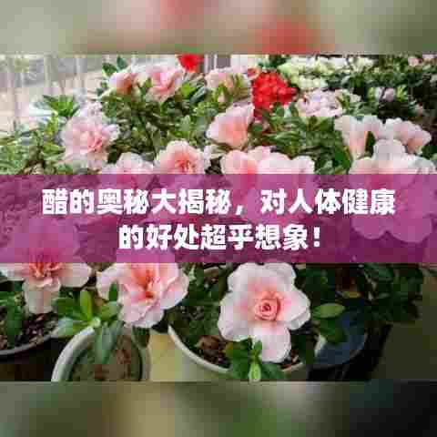 醋的奥秘大揭秘,对人体健康的好处超乎想象!