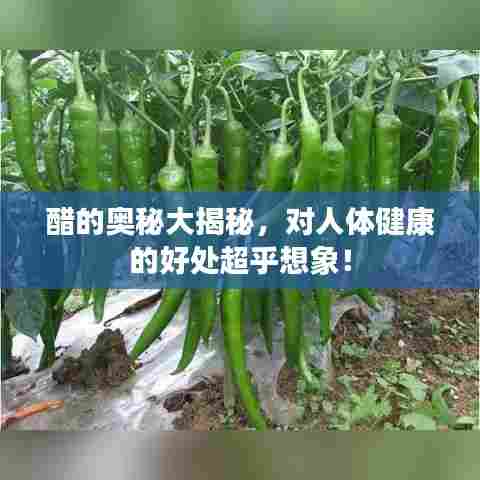 醋的奥秘大揭秘,对人体健康的好处超乎想象!