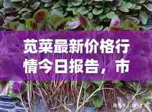 苋菜最新价格行情今日报告,市场走势一网打尽!