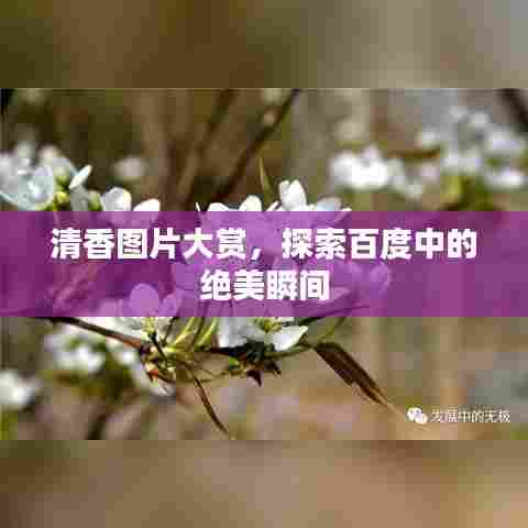 清香图片大赏,探索百度中的绝美瞬间