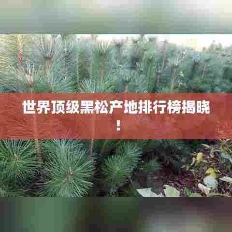 世界顶级黑松产地排行榜揭晓!
