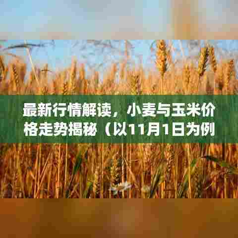 最新行情解读,小麦与玉米价格走势揭秘(以11月1日为例)