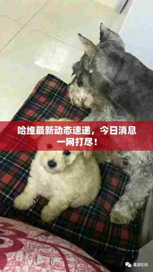 哈维最新动态速递,今日消息一网打尽!