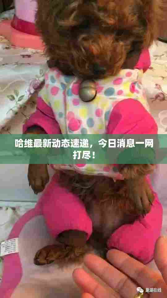 哈维最新动态速递,今日消息一网打尽!