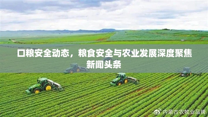 口粮安全动态，粮食安全与农业发展深度聚焦新闻头条
