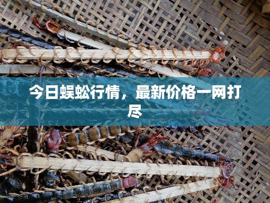 今日蜈蚣行情,最新价格一网打尽
