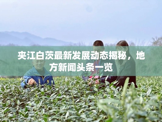 夹江白茨最新发展动态揭秘，地方新闻头条一览