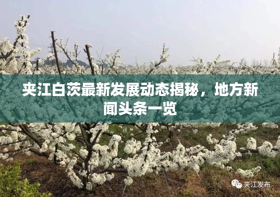夹江白茨最新发展动态揭秘,地方新闻头条一览