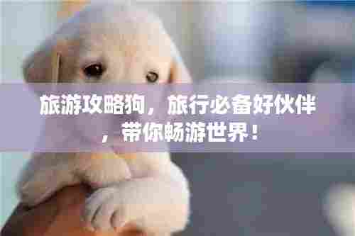 旅游攻略狗,旅行必备好伙伴,带你畅游世界!