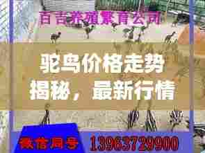 驼鸟价格走势揭秘，最新行情与市场深度分析！