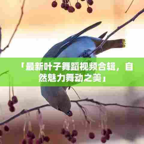 「最新叶子舞蹈视频合辑,自然魅力舞动之美」