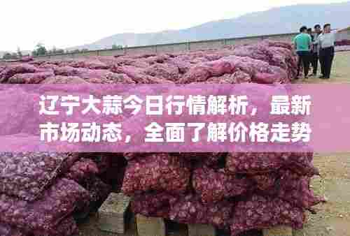 辽宁大蒜今日行情解析,最新市场动态,全面了解价格走势!