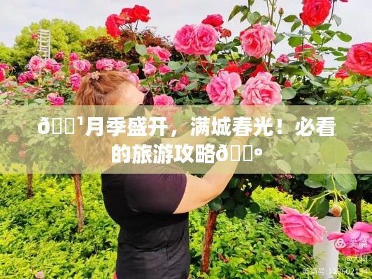 🌹月季盛开,满城春光!必看的旅游攻略🌺