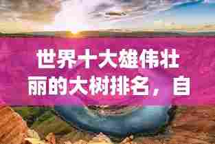 世界十大雄伟壮丽的大树排名，自然奇观震撼心灵