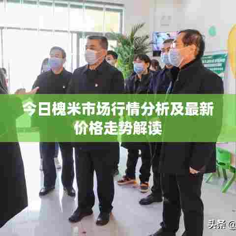 今日槐米市场行情分析及最新价格走势解读