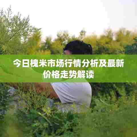 今日槐米市场行情分析及最新价格走势解读