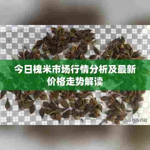 今日槐米市场行情分析及最新价格走势解读