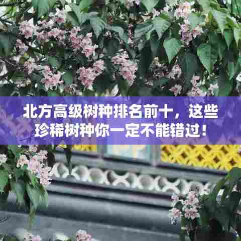 北方高级树种排名前十,这些珍稀树种你一定不能错过!