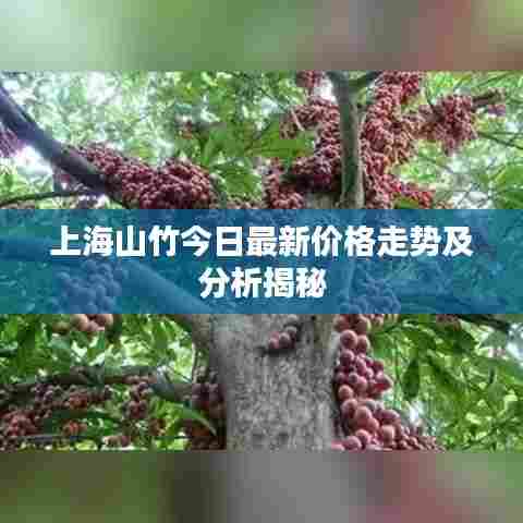 上海山竹今日最新价格走势及分析揭秘