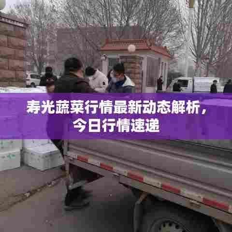 寿光蔬菜行情最新动态解析,今日行情速递