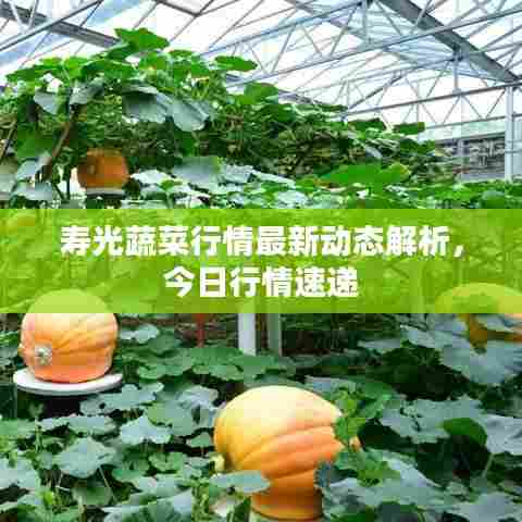 寿光蔬菜行情最新动态解析,今日行情速递