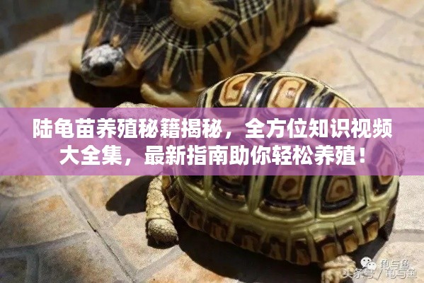 陆龟苗养殖秘籍揭秘,全方位知识视频大全集,最新指南助你轻松养殖!