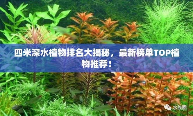 四米深水植物排名大揭秘,最新榜单TOP植物推荐!