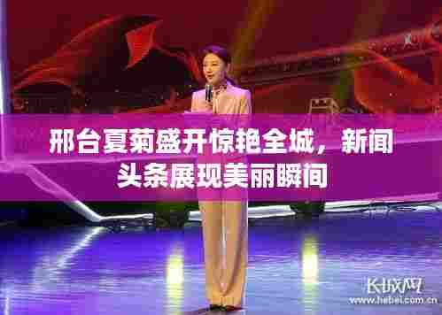 邢台夏菊盛开惊艳全城,新闻头条展现美丽瞬间