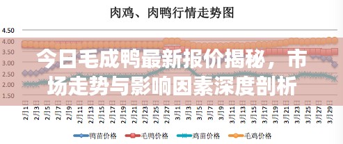 今日毛成鸭最新报价揭秘,市场走势与影响因素深度剖析