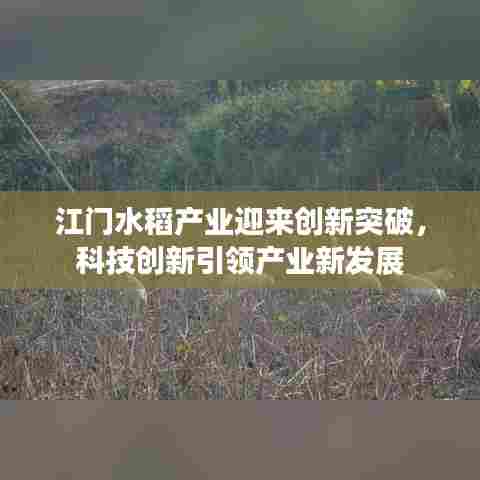 江门水稻产业迎来创新突破,科技创新引领产业新发展
