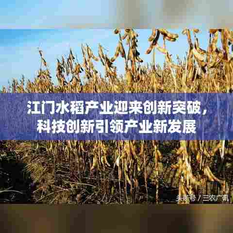 江门水稻产业迎来创新突破,科技创新引领产业新发展