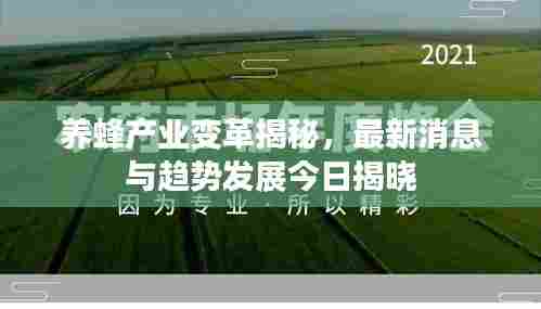 养蜂产业变革揭秘,最新消息与趋势发展今日揭晓