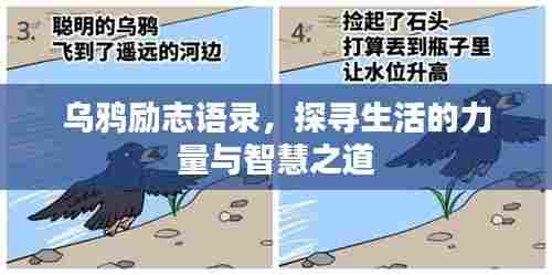乌鸦励志语录,探寻生活的力量与智慧之道