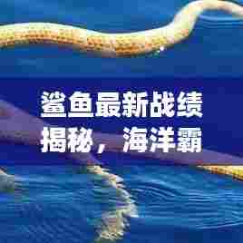鲨鱼最新战绩揭秘,海洋霸主展现超凡实力