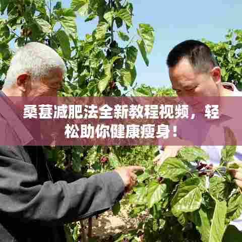 桑葚减肥法全新教程视频,轻松助你健康瘦身!