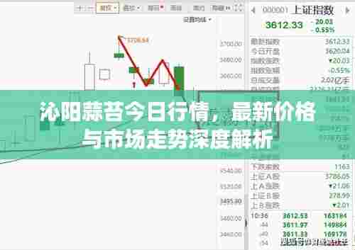 沁阳蒜苔今日行情，最新价格与市场走势深度解析