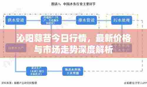 沁阳蒜苔今日行情,最新价格与市场走势深度解析