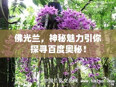 佛光兰，神秘魅力引你探寻百度奥秘！