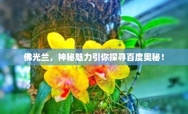 佛光兰,神秘魅力引你探寻百度奥秘!