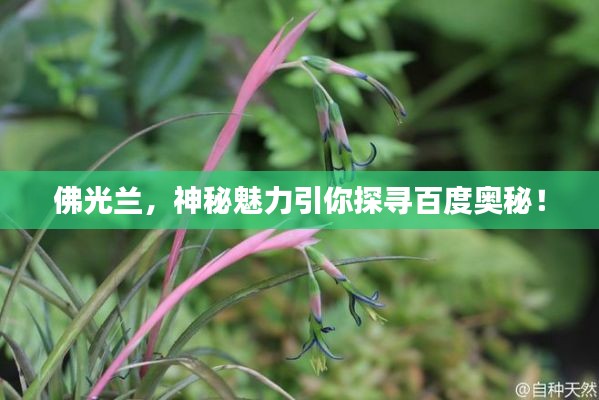 佛光兰,神秘魅力引你探寻百度奥秘!