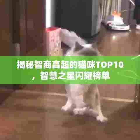 揭秘智商高超的猫咪TOP10,智慧之星闪耀榜单