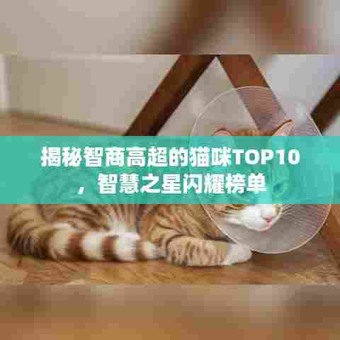 揭秘智商高超的猫咪TOP10,智慧之星闪耀榜单